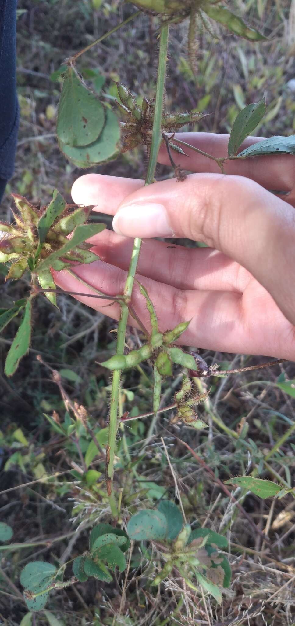 Image of Mimosa velloziana Mart.