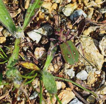 Image of Green tiger beetle