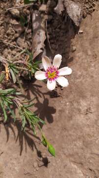 Image of Montiopsis andicola (Gillies) D. I. Ford