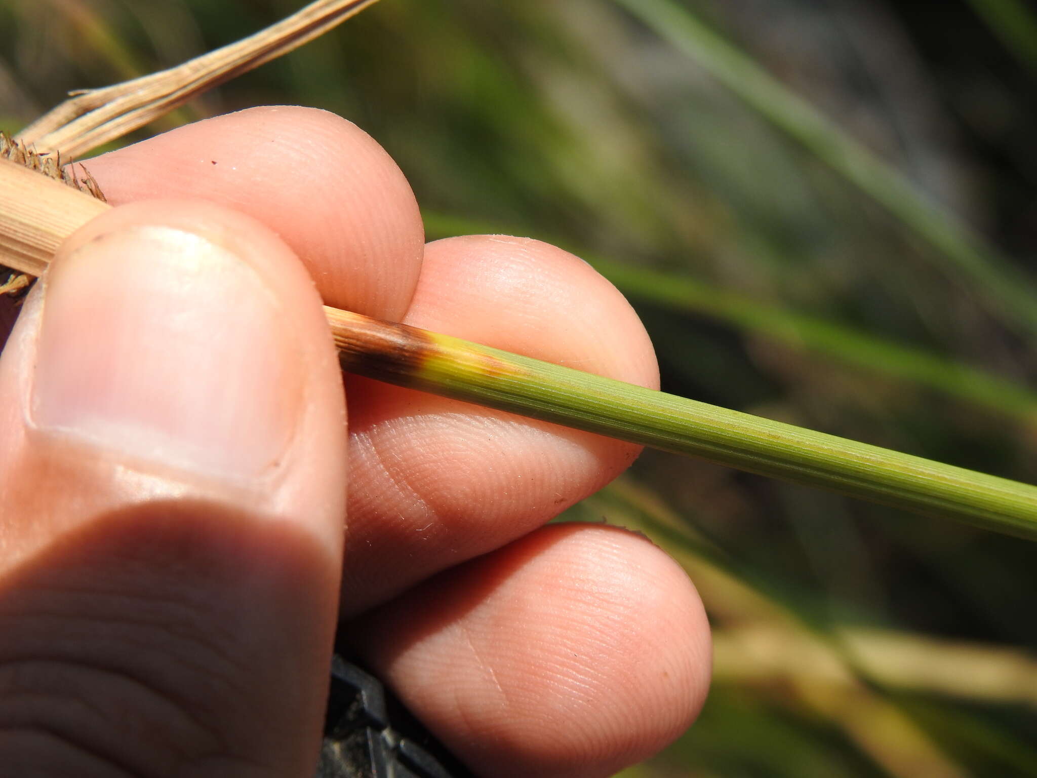 Carex hispida Willd. ex Schkuhr resmi