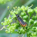 Image of Callimus (Lampropterus) femoratus (Germar 1824)