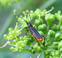 Image of Callimus (Lampropterus) femoratus (Germar 1824)