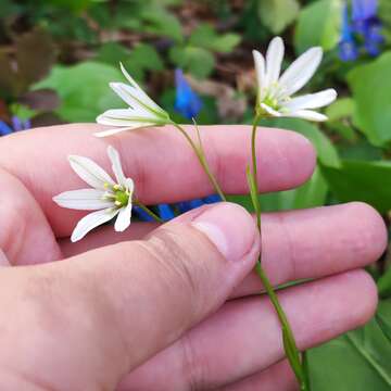 Image of Gagea triflora (Ledeb.) Schult. & Schult. fil.