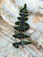 Image of Jones' false cloak fern