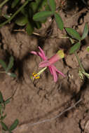 Image of Passiflora gracilens (A. Gray) Harms