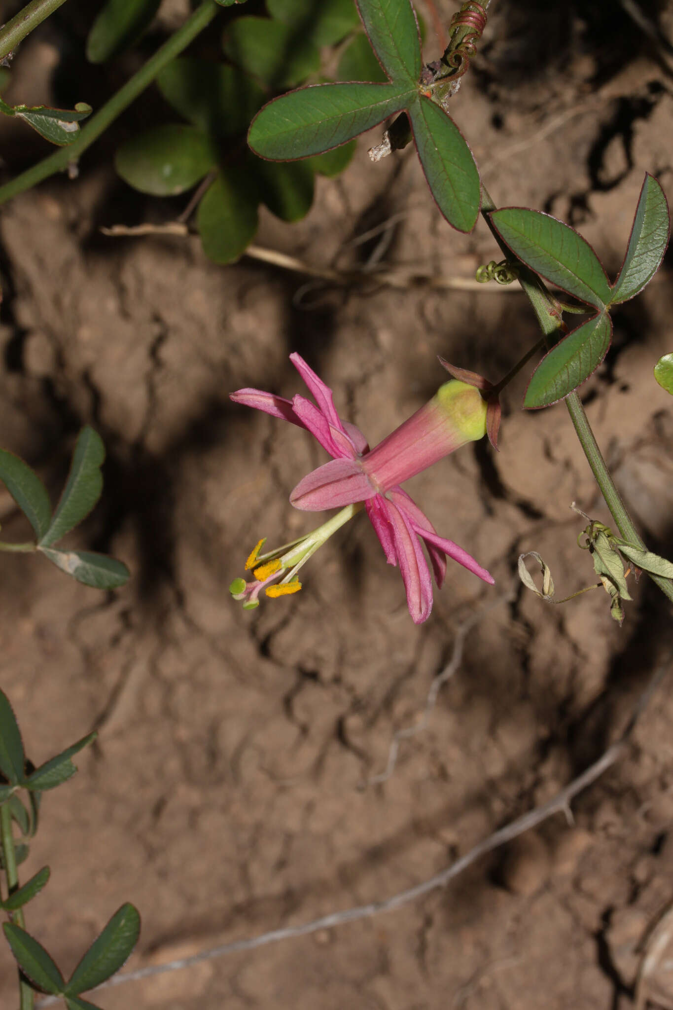 Plancia ëd Passiflora gracilens (A. Gray) Harms