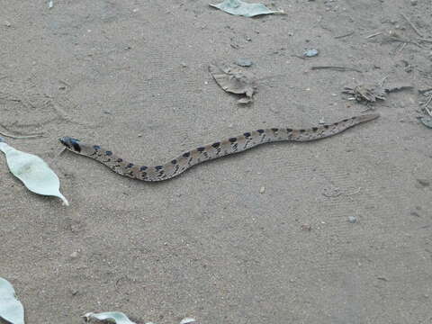 Image of Snouted Night Adder