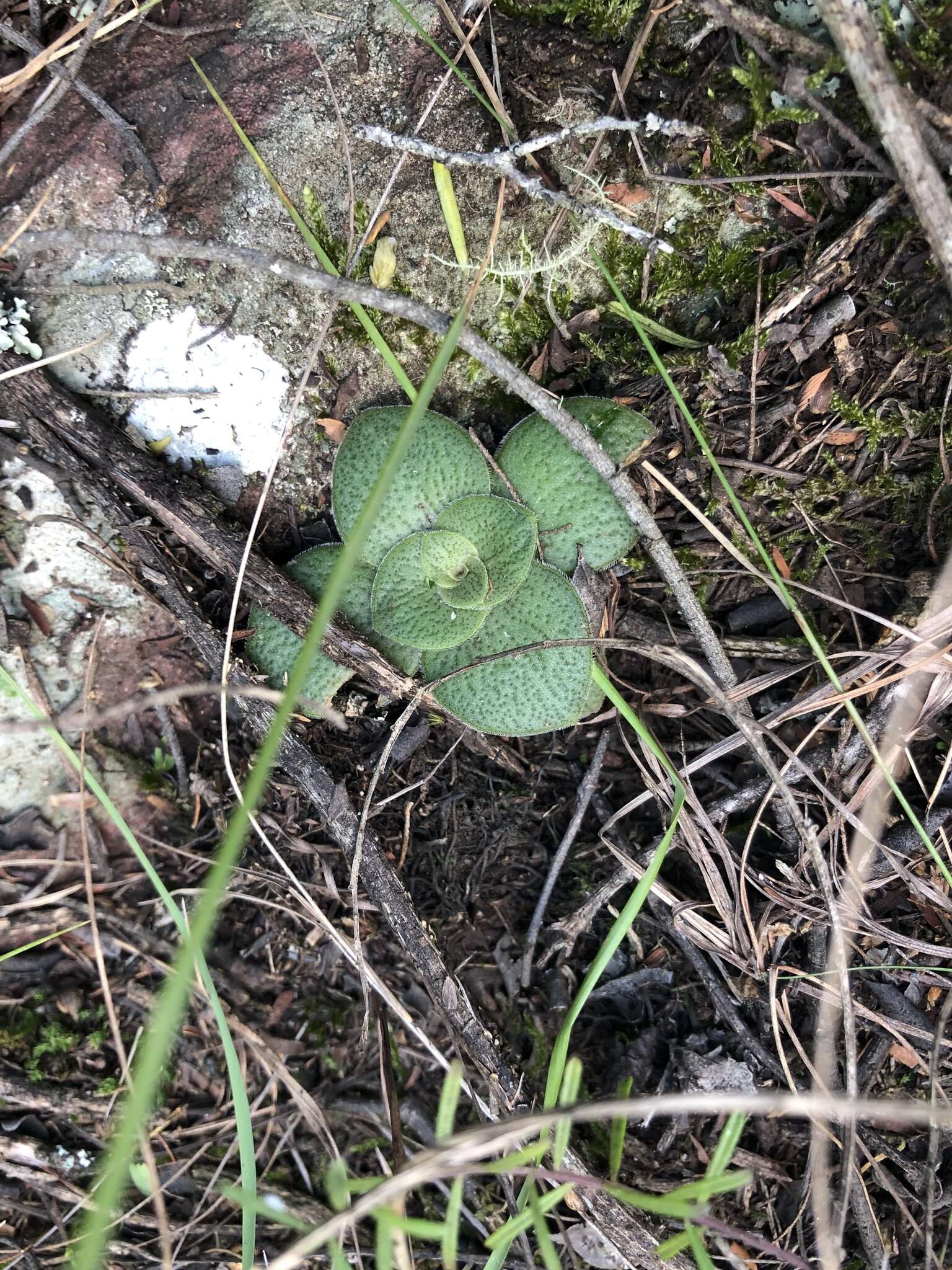 Image of Crassula capitella subsp. nodulosa (Schönl.) Tölken