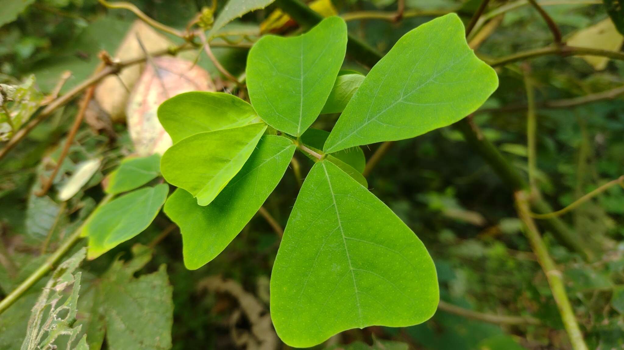 Plancia ëd Diphysa americana (Mill.) M. Sousa