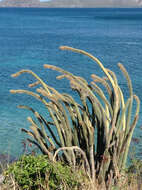 Image of Pilosocereus lanuginosus (L.) Byles & G. D. Rowley