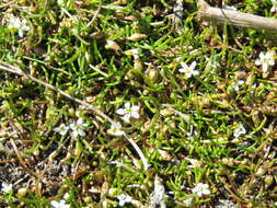 Image of Welsh mudwort