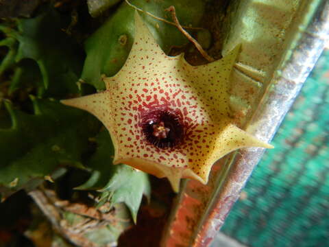 Image of Ceropegia humilior (L. C. Leach) Bruyns