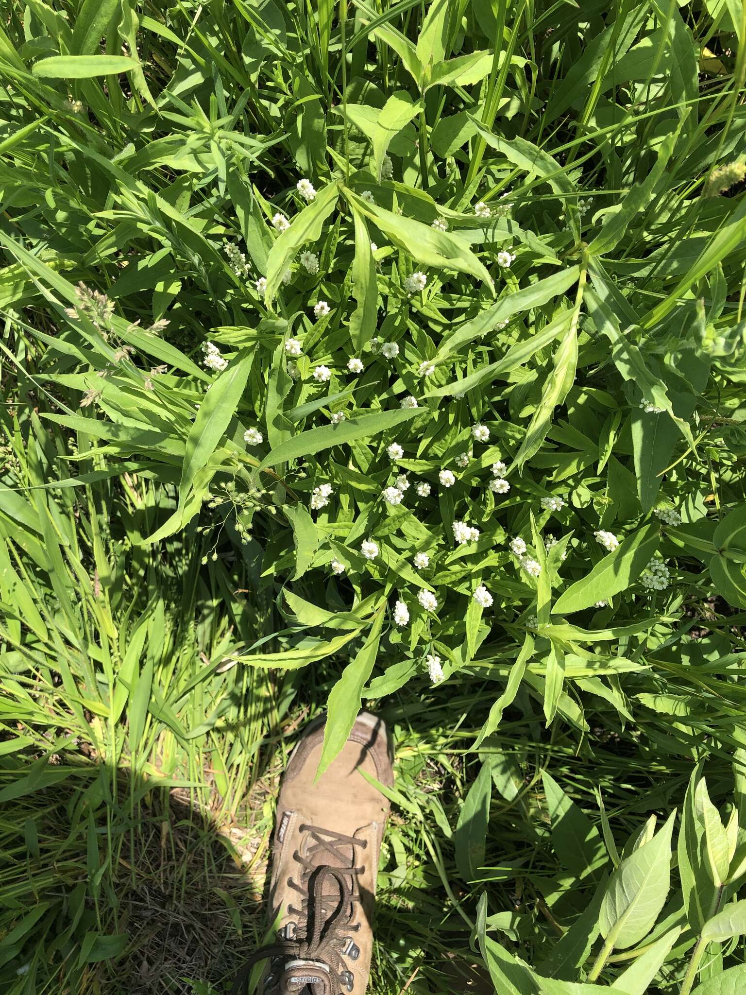 Image of Seneca snakeroot