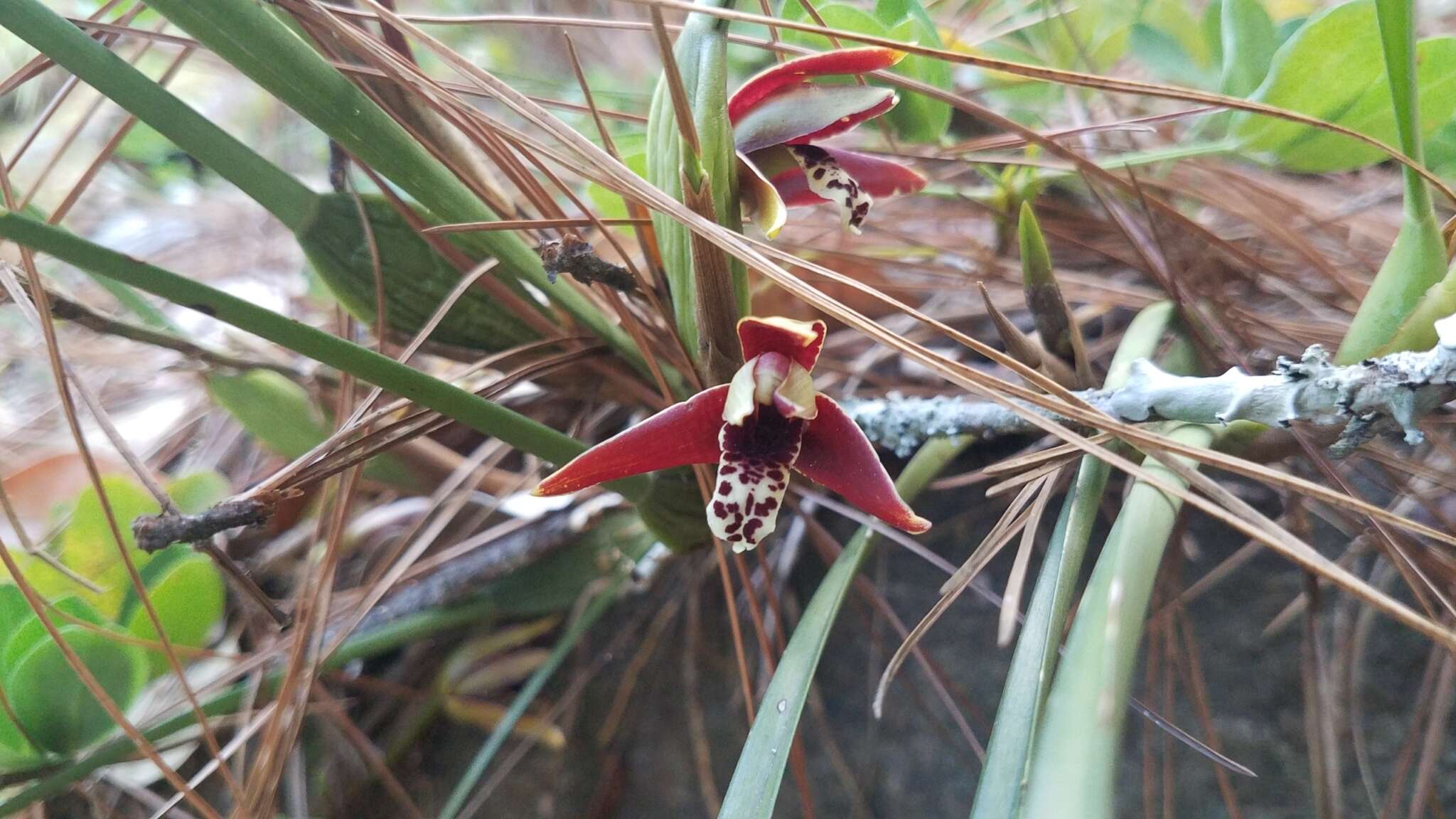 Image of Coconut orchid