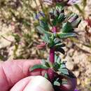 Image of Lampranthus leptaleon (Haw.) N. E. Br.