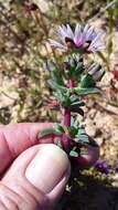 Image of Lampranthus leptaleon (Haw.) N. E. Br.