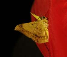 صورة Luxiaria phyllosaria Walker 1860