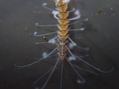 Image of Amblyosyllis nigrolineata Okada 1934