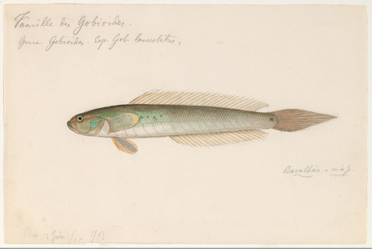 Image of <i>Gobius lanceolatus</i> Sadelin & Alcenius 1819