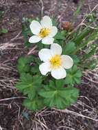 Image of American globeflower