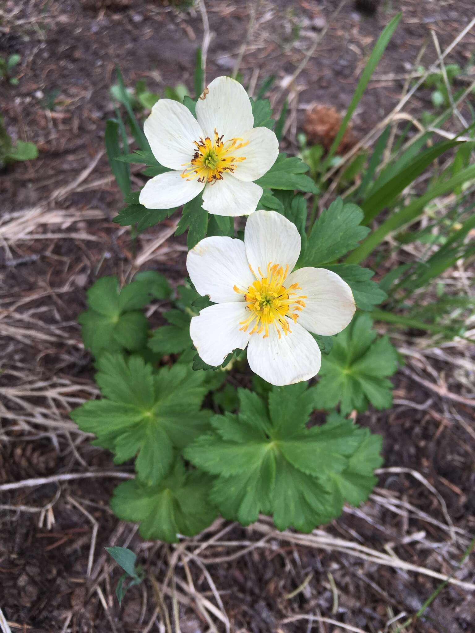 Image of American globeflower