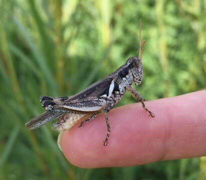 Melanoplus lakinus (Scudder & S. H. 1878)的圖片