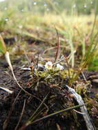 Imagem de Euphrasia antarctica Benth.