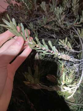 Image of Lambertia multiflora Lindl.