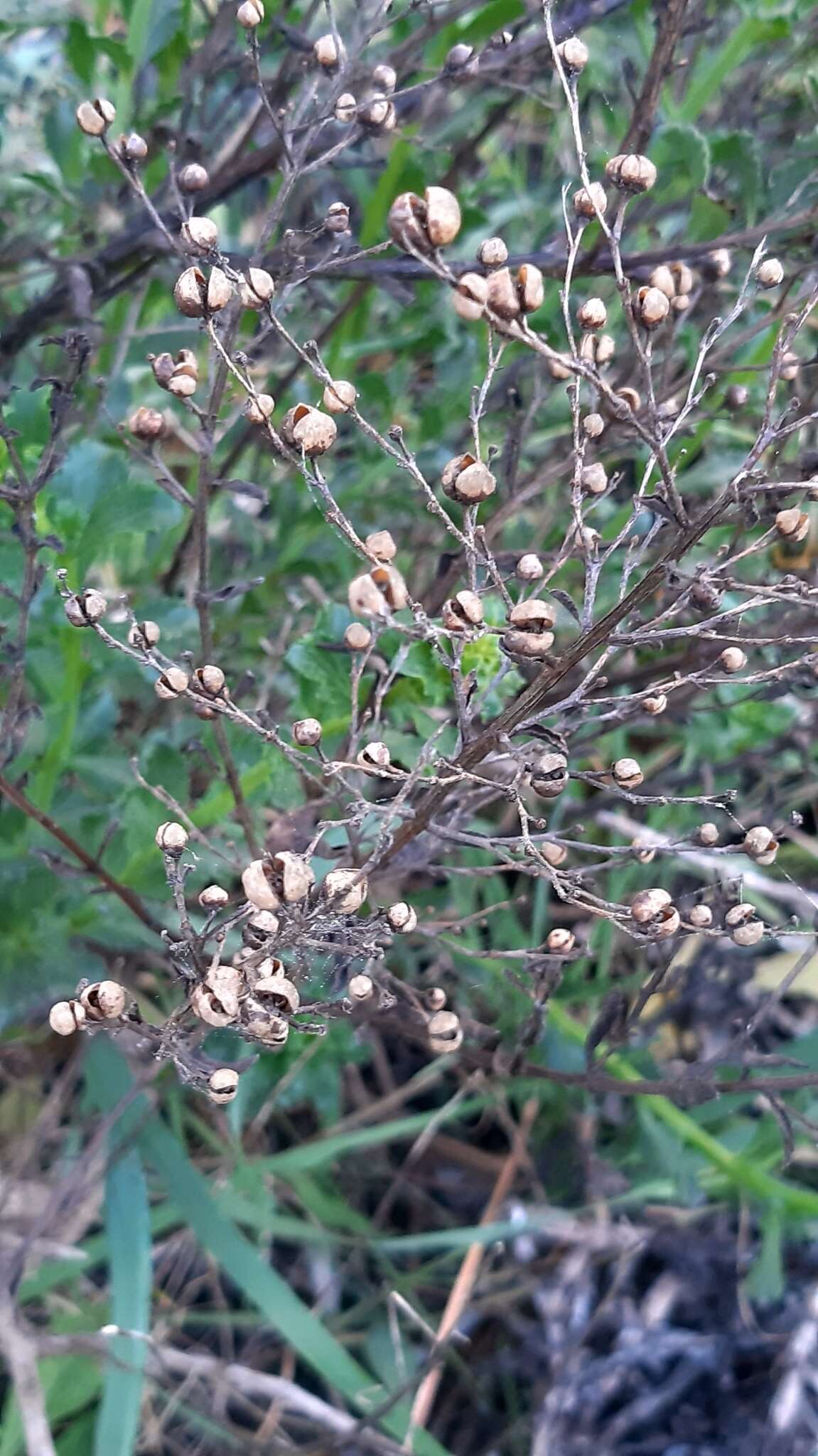 Image of Scrophularia frutescens L.