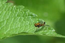 Image of Chrysopilus fasciatus (Say 1823)