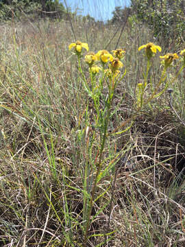 Image of dogfennel