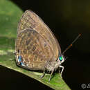 Image of Arhopala aurea (Hewitson 1862)