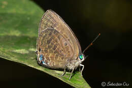 Image of Arhopala aurea (Hewitson 1862)