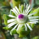 Image of Ruschia indecora (L. Bol.) Schwant.