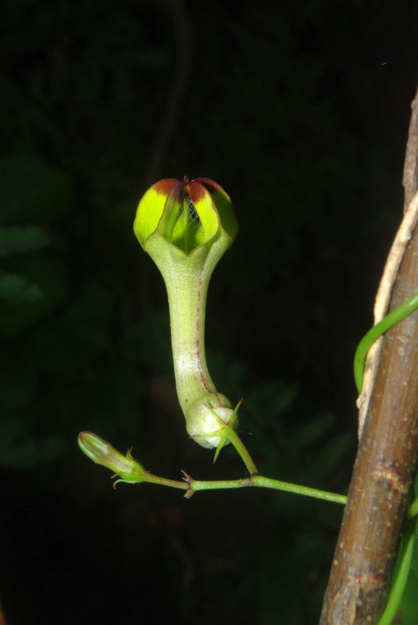 Sivun Ceropegia carnosa E. Mey. kuva