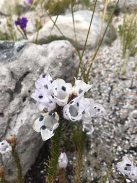 Sivun Roella maculata Adamson kuva