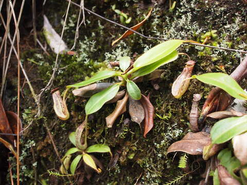 Image of Nepenthes stenophylla Mast.