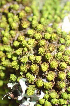 Image of Richard's macromitrium moss