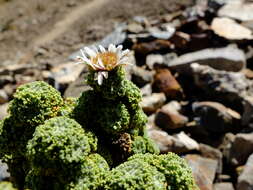 Image of Xenophyllum dactylophyllum (Sch. Bip.) V. A. Funk