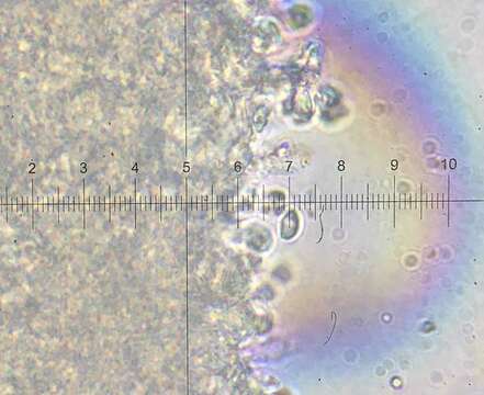 Image of Clitocybe inflatipes M. M. Moser 1995