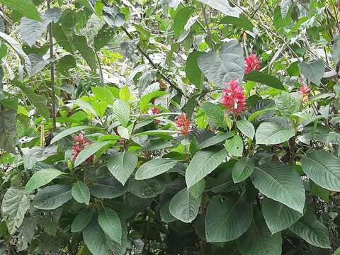 Image of Brazilian red-cloak