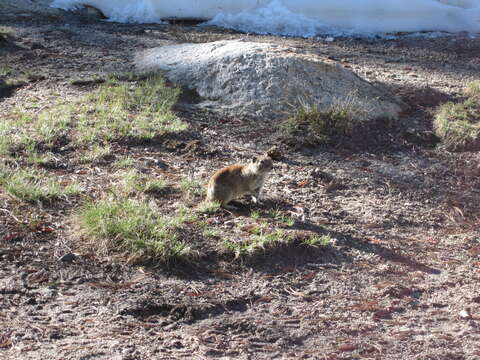 Image of Belding's ground squirrel