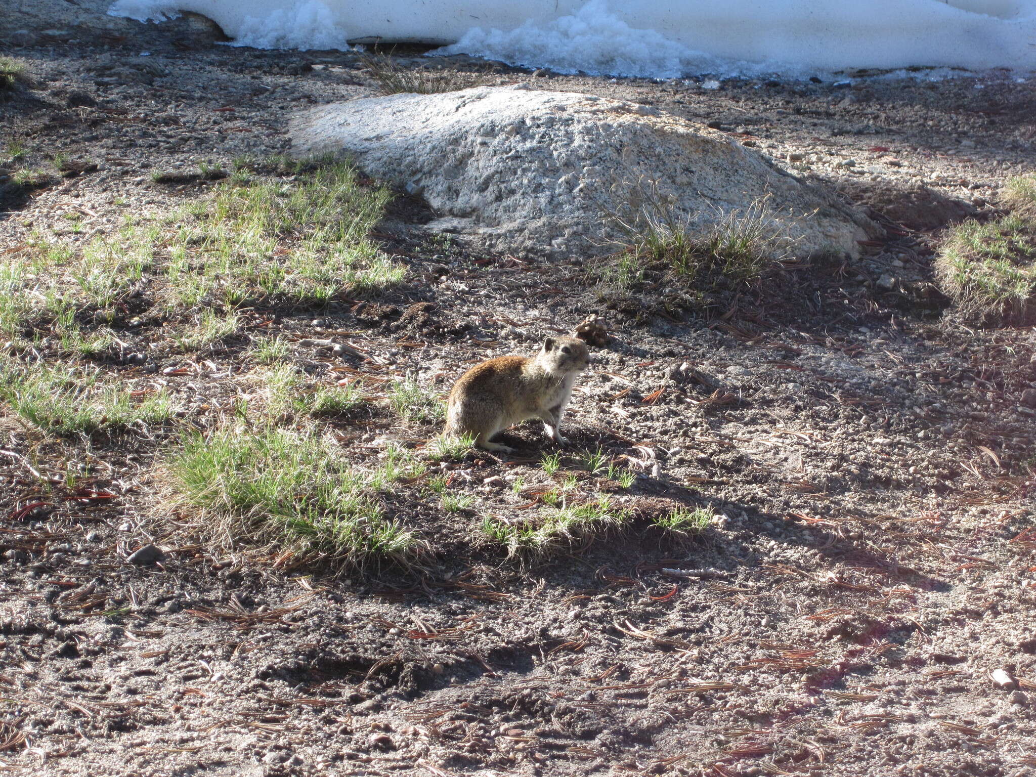 Image of Belding's ground squirrel