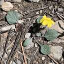 Image of Charleston Mountain violet