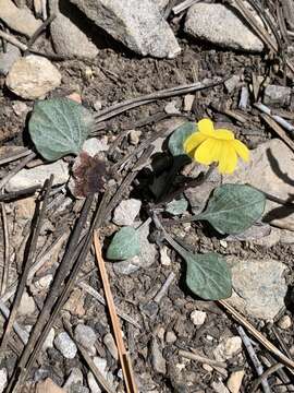 Image of Charleston Mountain violet