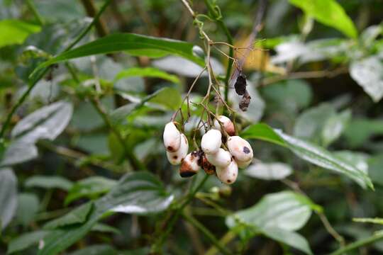 Image of Cestrum guatemalense Francey