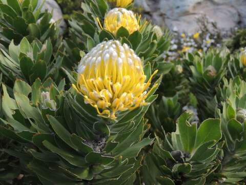 Image of Leucospermum conocarpodendron subsp. viridum Rourke