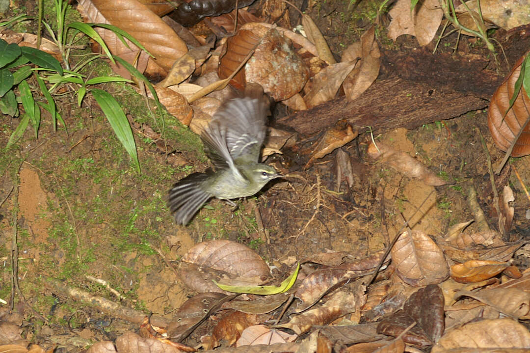 Image of Plumbeous Warbler