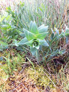 Plancia ëd Linaria dalmatica (L.) Mill.