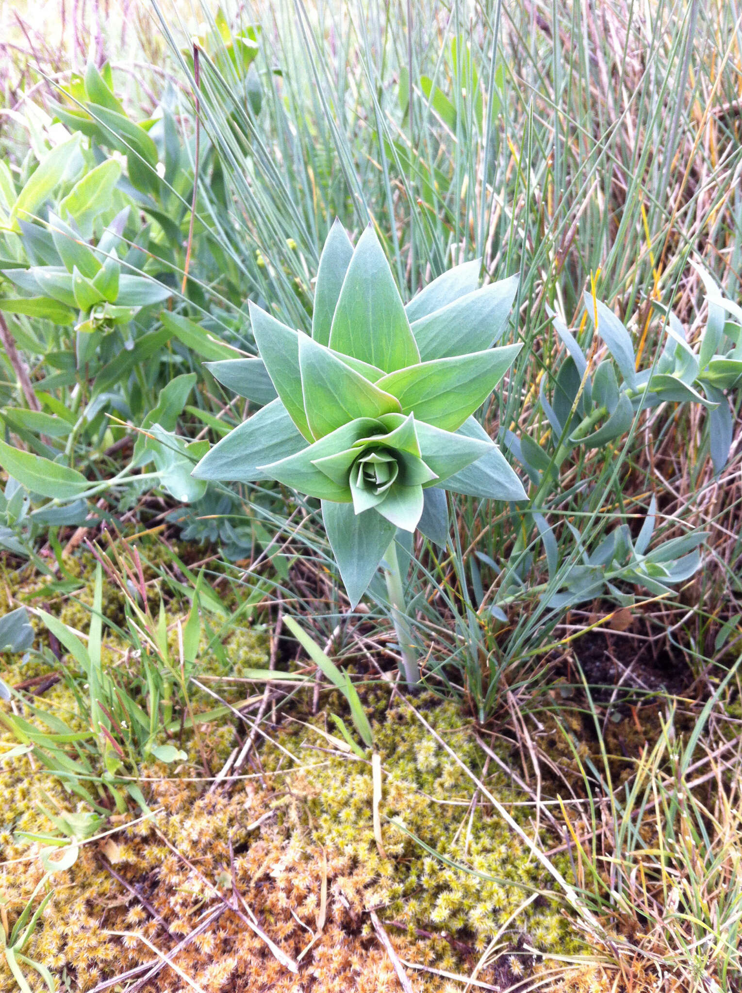 Image of Dalmatian toadflax